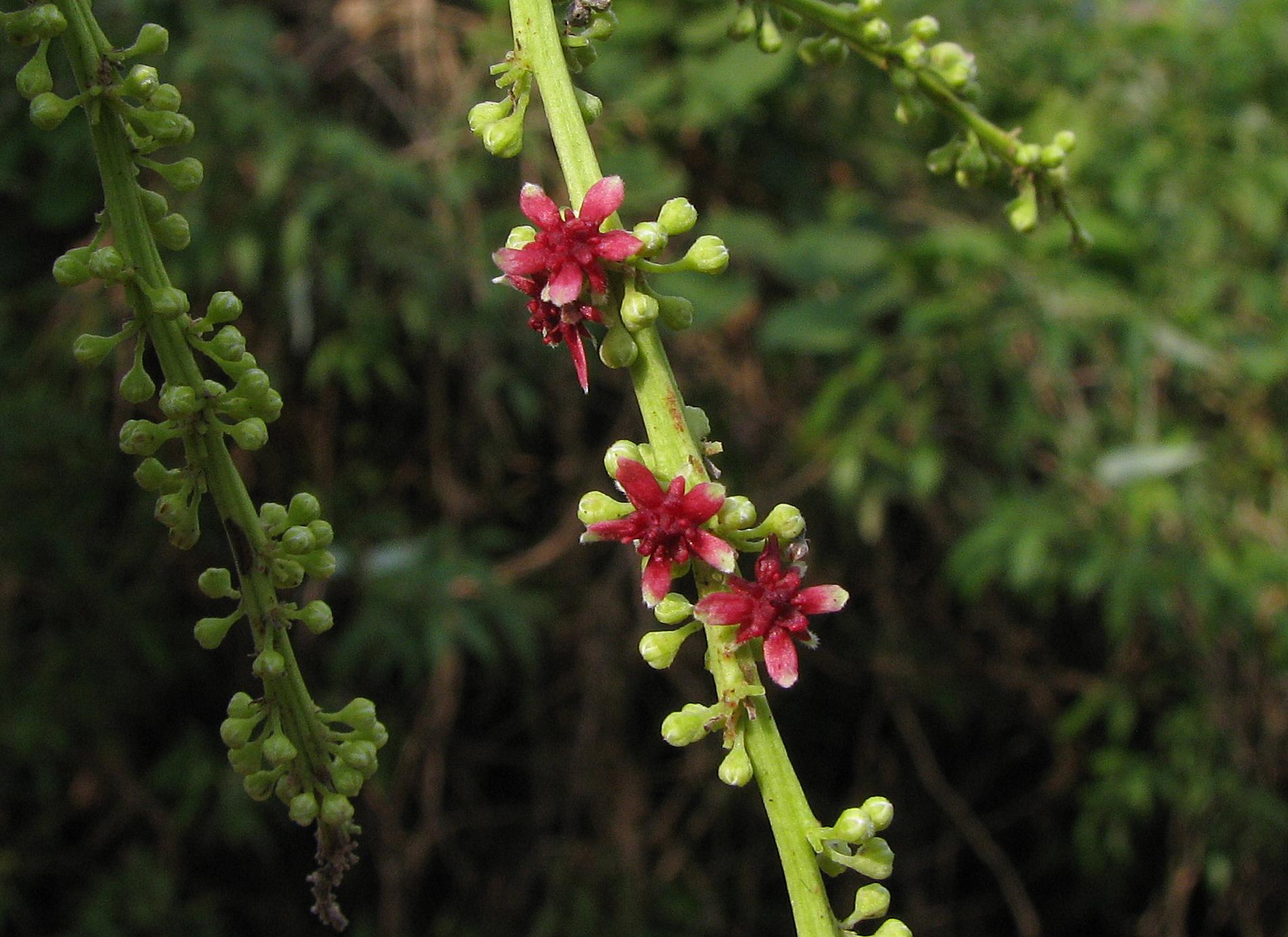 Homalium – eFlora of India